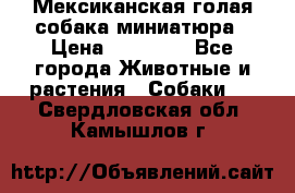 Мексиканская голая собака миниатюра › Цена ­ 53 000 - Все города Животные и растения » Собаки   . Свердловская обл.,Камышлов г.